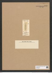 Plagiogramma spectabile Grev. (de-Toni-Nr.: Genus 83, Species 2936) Zeichnungen Sammlung Grunow Nr. 5931 (NHMW-BOT-W0374398)